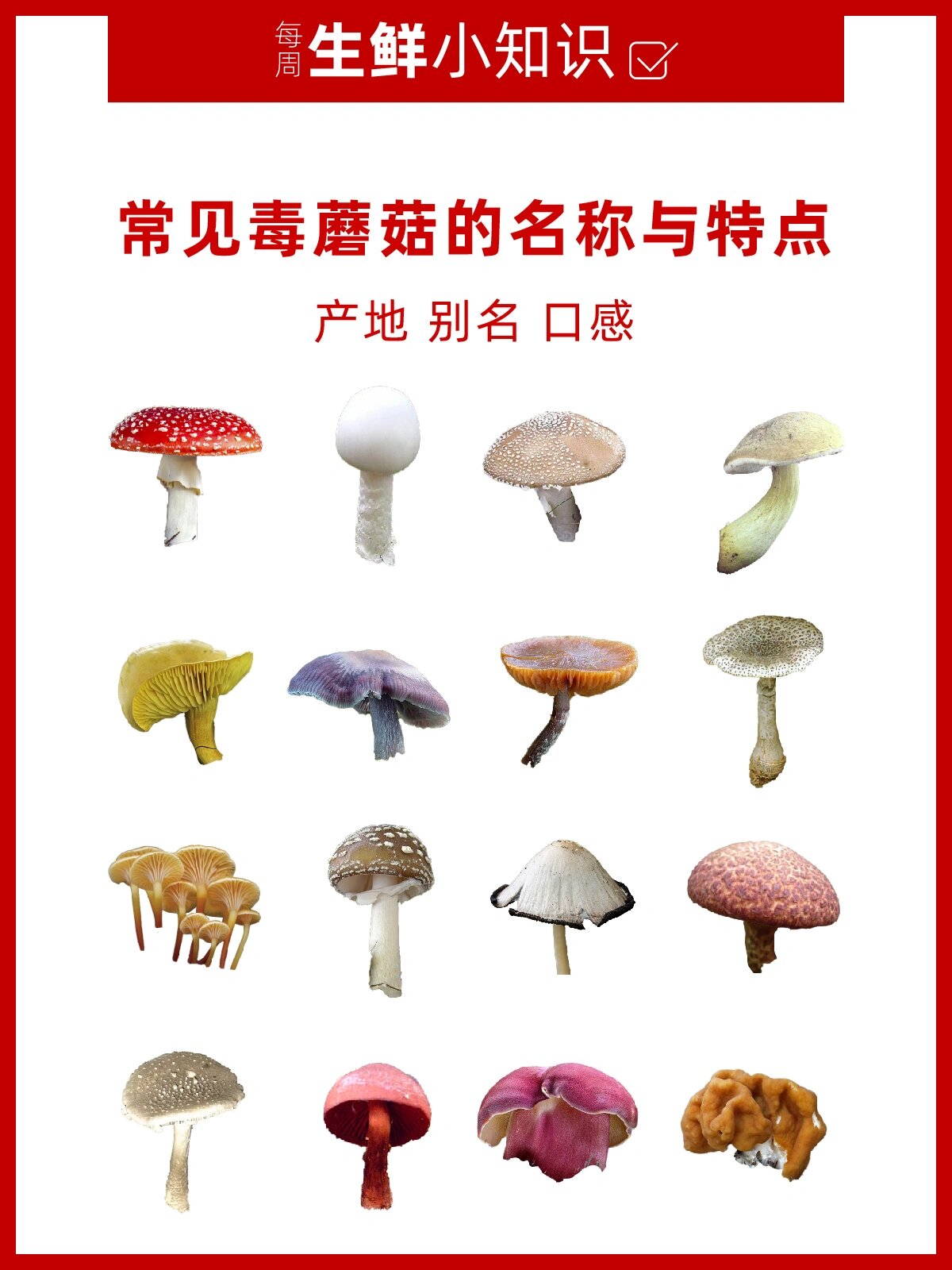 常见毒蘑菇96的名称与特点