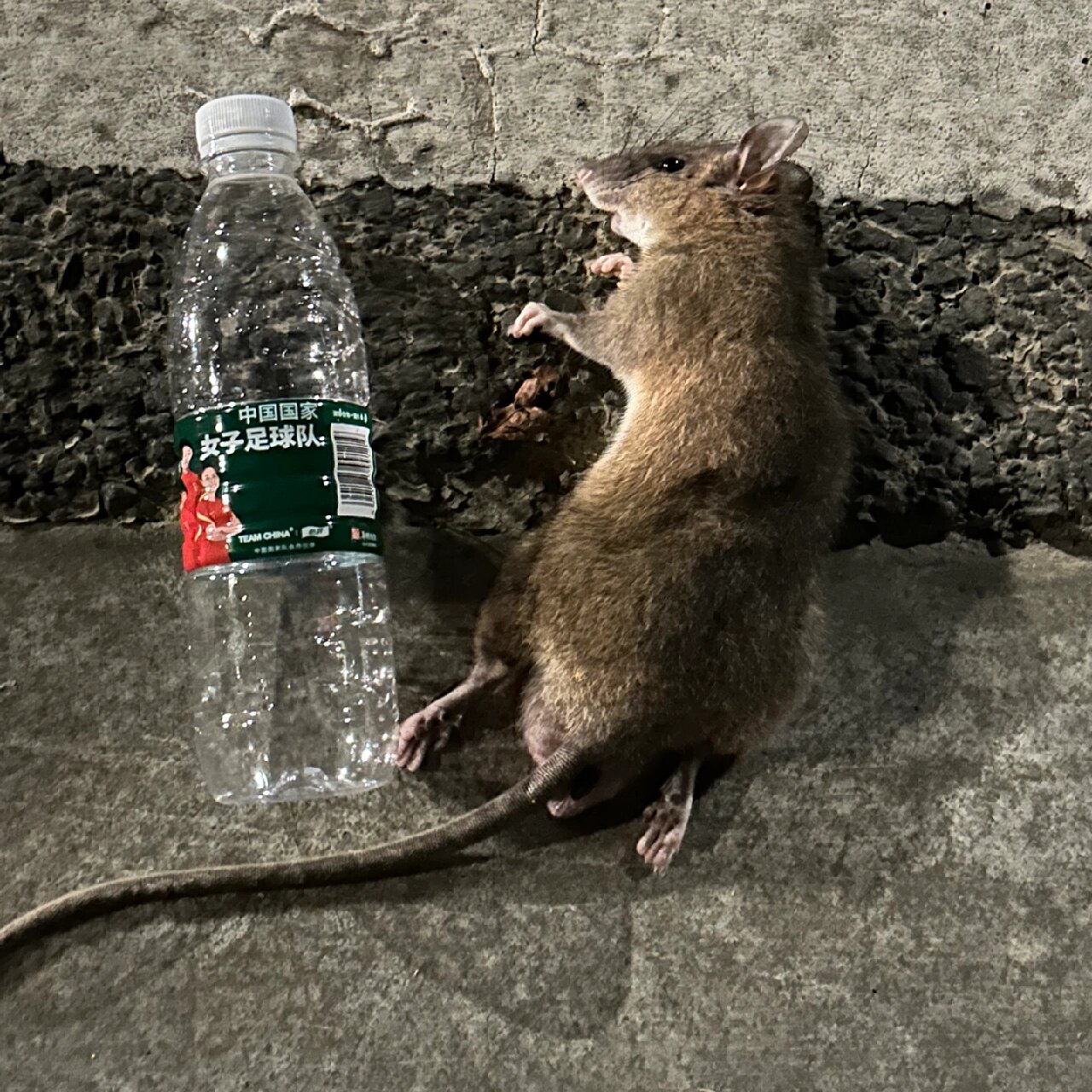 关于南方耗子能有多大 要不是没把闪光灯按出来我能拍个更清晰的跟