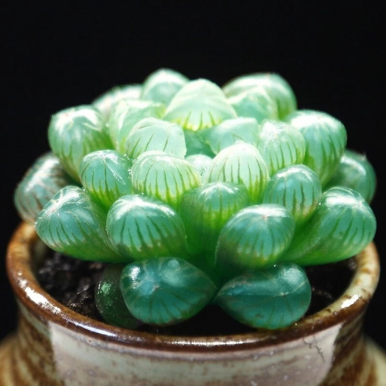 酉鸡旺财植物:玉露 生肖鸡的的人财运很旺盛,可不太懂得守财,钱财不是