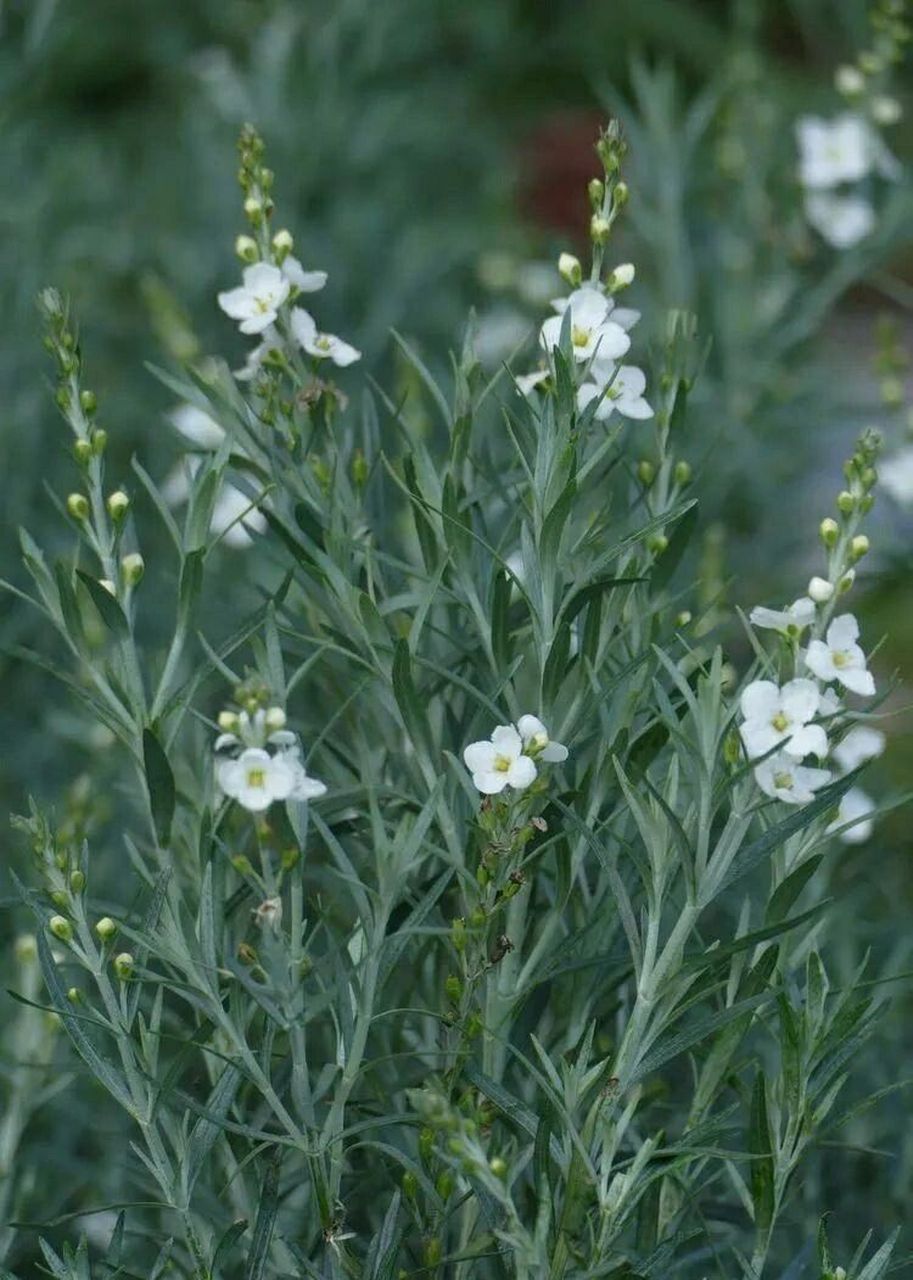 植物分享266——柳叶星河 初见时,你会不会以为它是迷迭香?