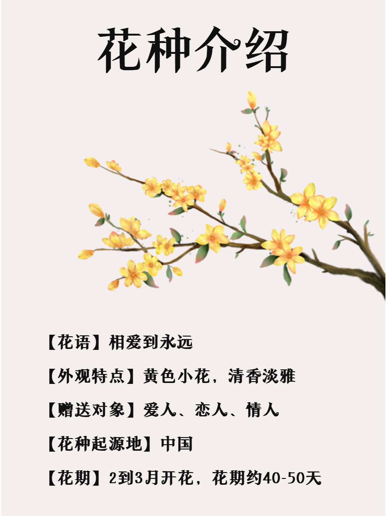 黄城虎蹄迎春花的特点图片