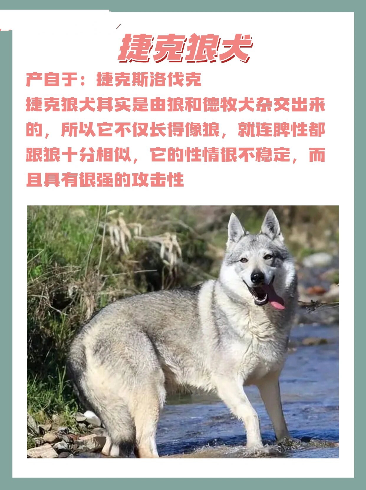 重庆禁养犬2022图片