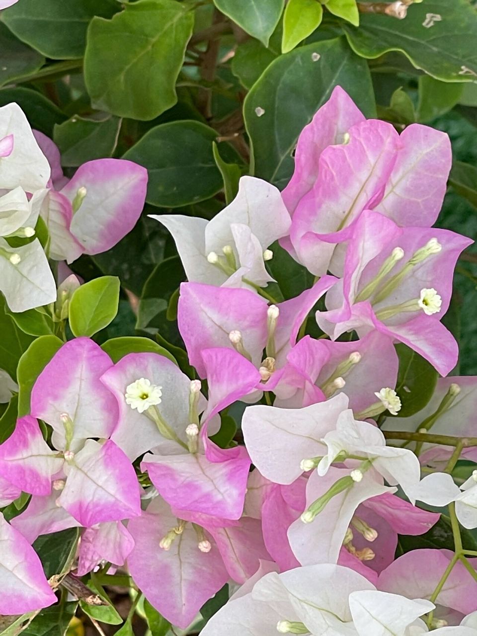 分享三角梅口红给大家欣赏,区分绿樱 很多花友分不清楚三角梅的口红和