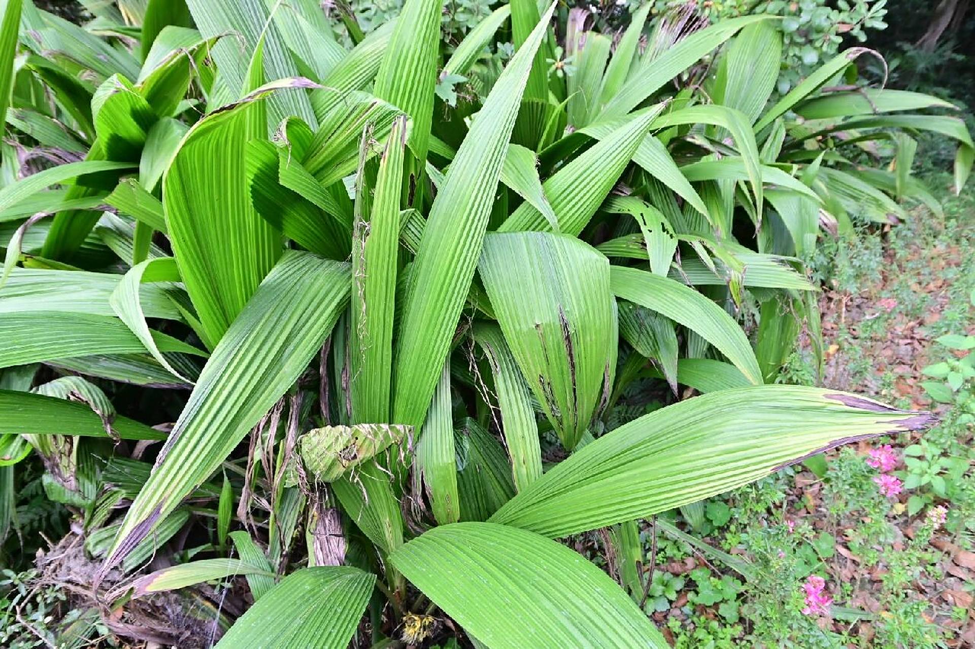 中文名: 大叶仙茅 科属: 仙茅科,仙茅属 拉丁学名: curculigo