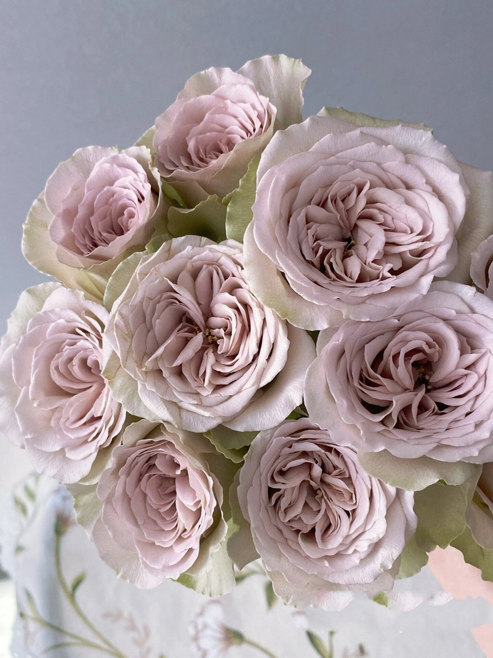 巴黎圣母院玫瑰 紫调,低饱和度,有点复古,开放度好,花期长,我这把颜色