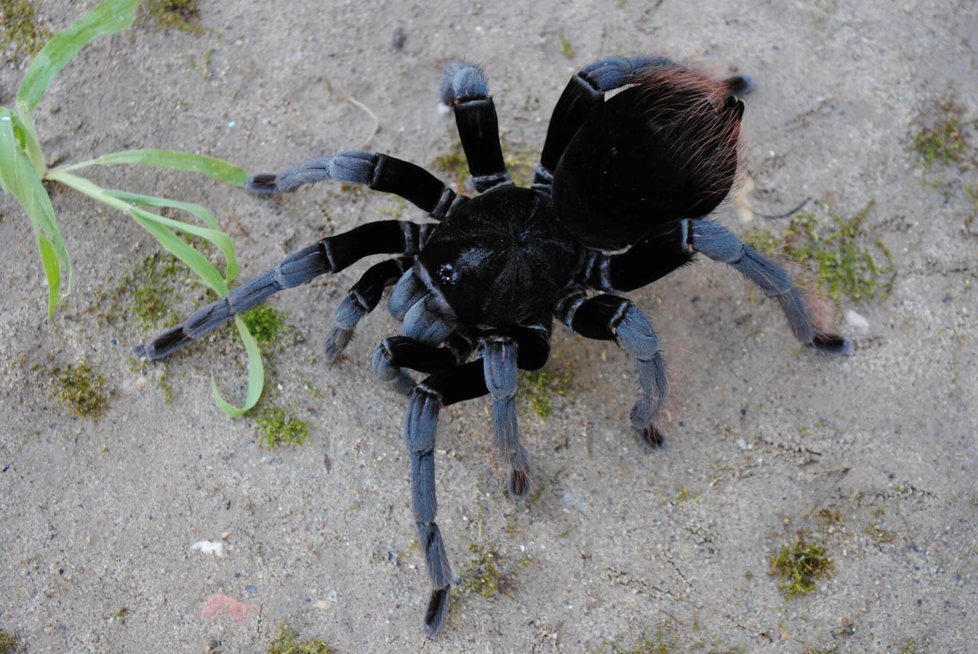 玻利维亚钢铁蓝 产于秘鲁,玻利维亚热带雨林的动物 玻利维亚钢铁蓝