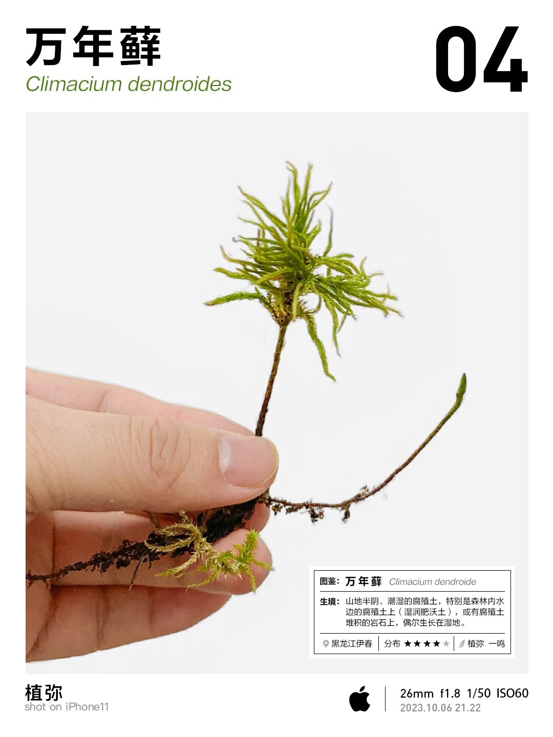 青苔品种图解图片