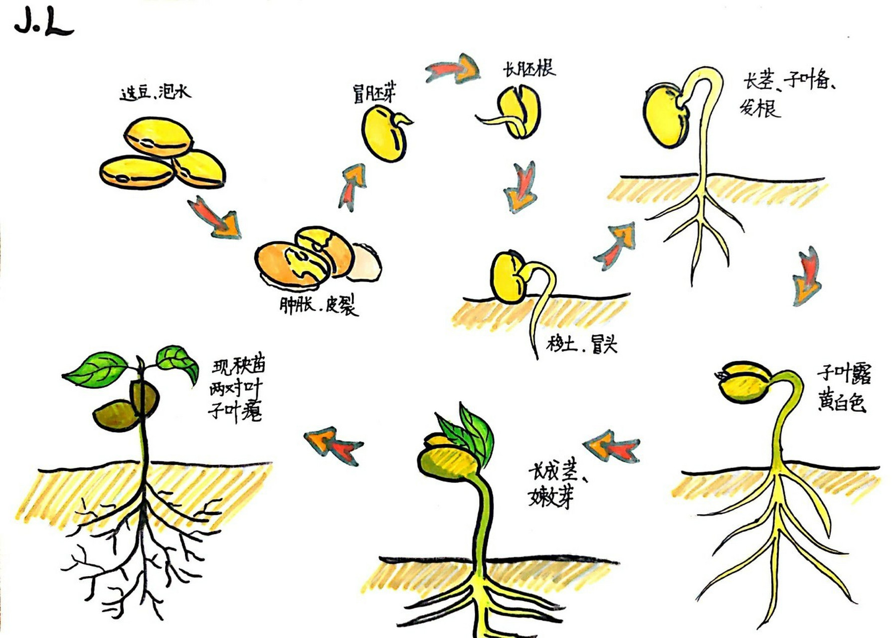 豌豆种子生长过程图图片