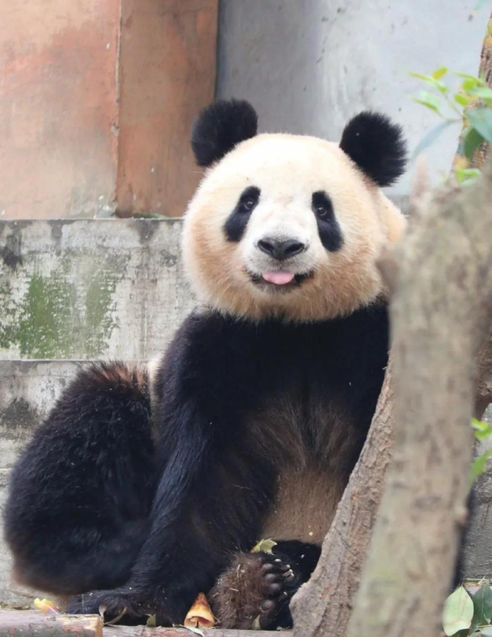 大熊猫雅竹,因为小时候一张"气成一坨"的背影走红于网络,它更是熊猫界