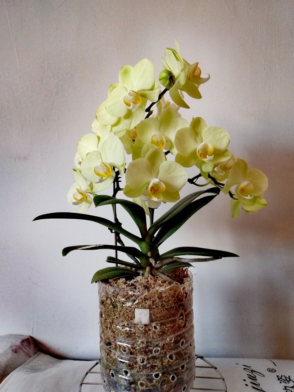 蝴蝶兰卡利 蝴蝶兰卡利很喜欢它的清新淡雅,而且容易多剑,买的是苗第