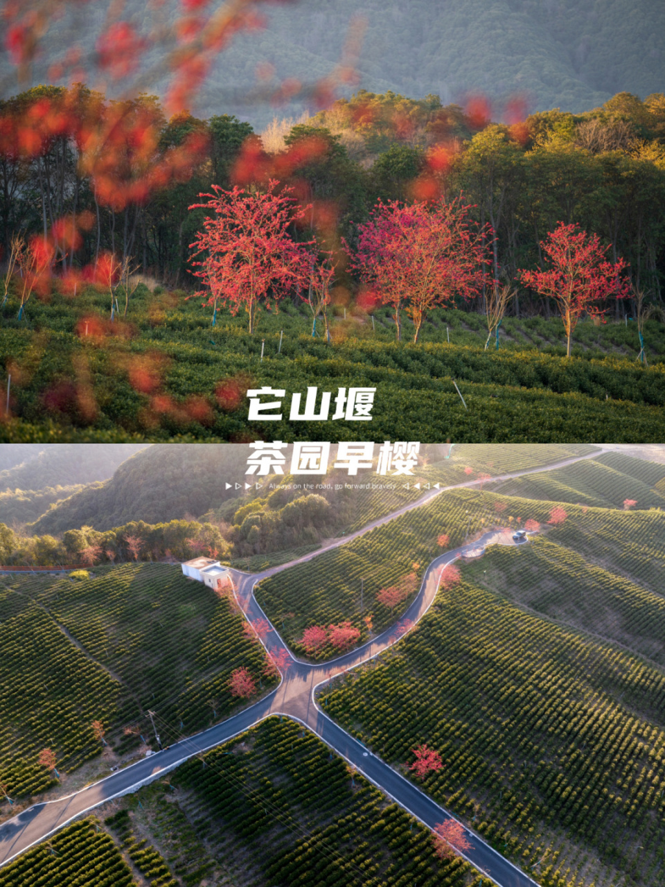 茶园遇早樱,承包整个春天 #春天的影像诗# 它山堰的白茶基地有片片红