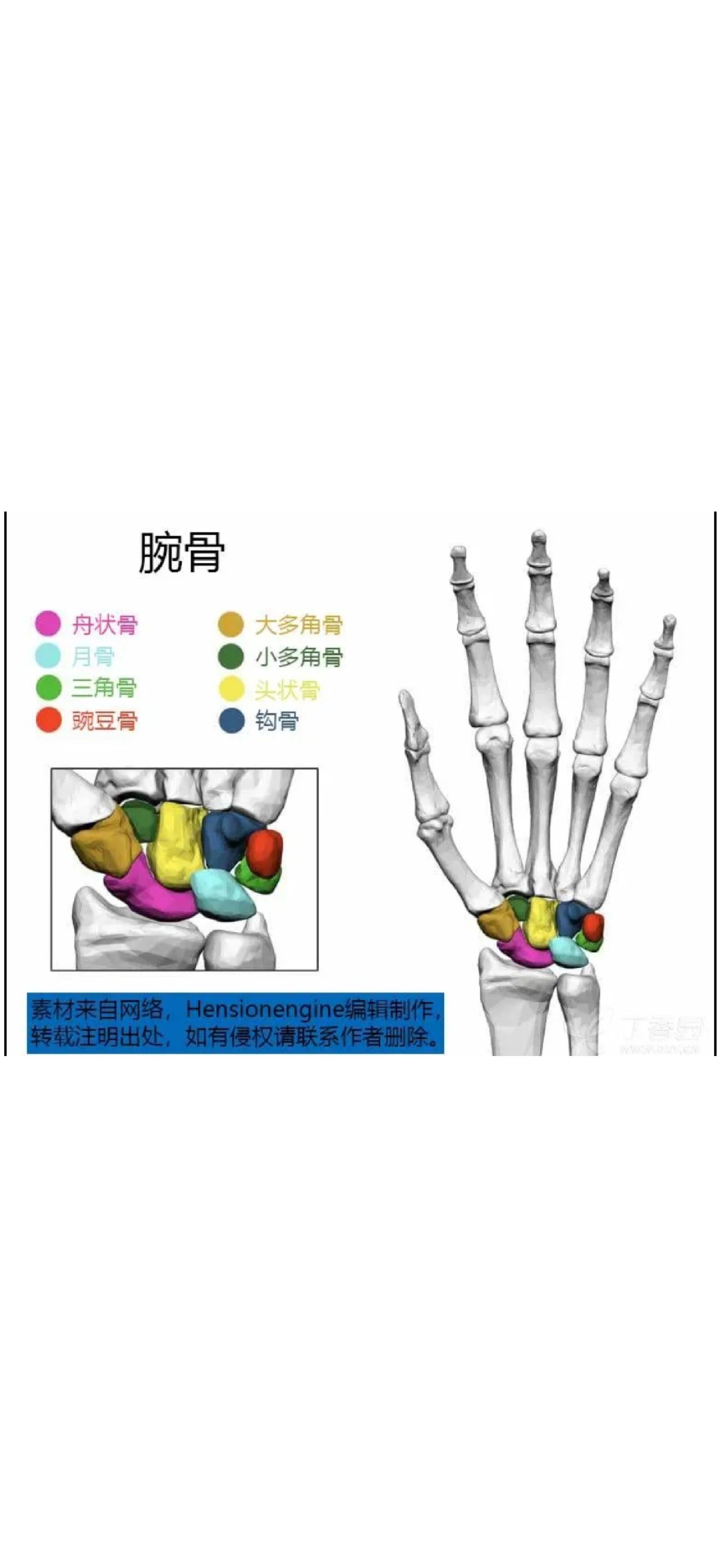 腕骨骨化中心图片