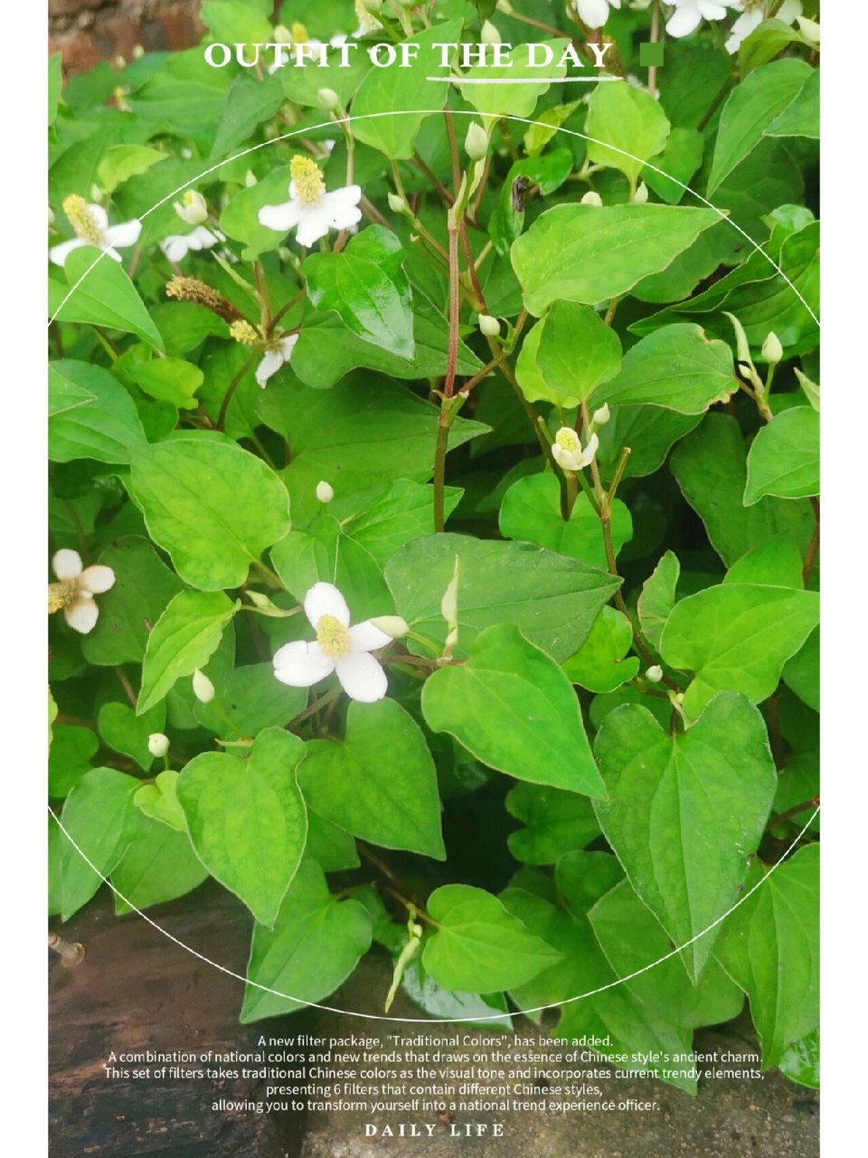 一起来认识鱼腥草 鱼腥草别名折耳根,蕺儿根,为白草科植物蕺菜的全草