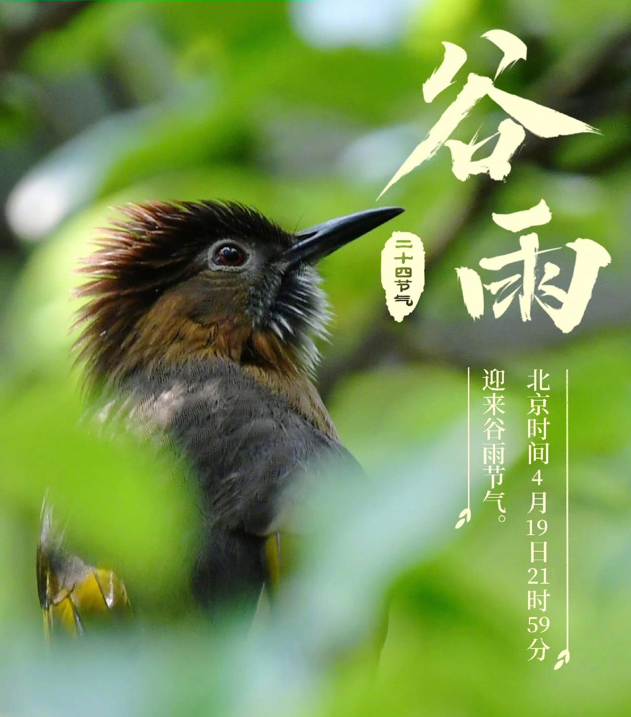 今日21时59分谷雨春天的最后一个节气谷雨至春将尽