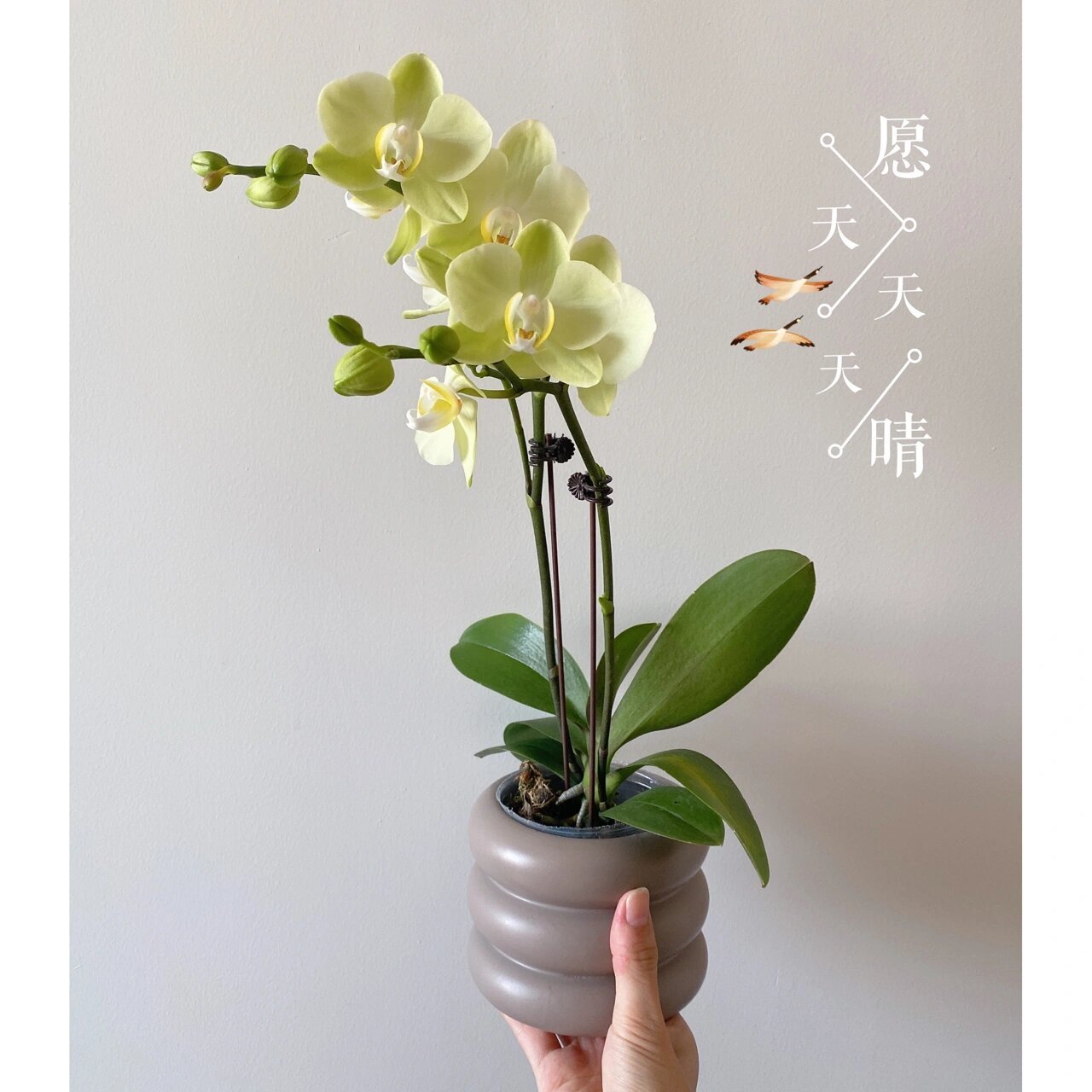 每一颗蝴蝶兰都是一枚小仙女0269♀15 16615皮亚琴察93 2