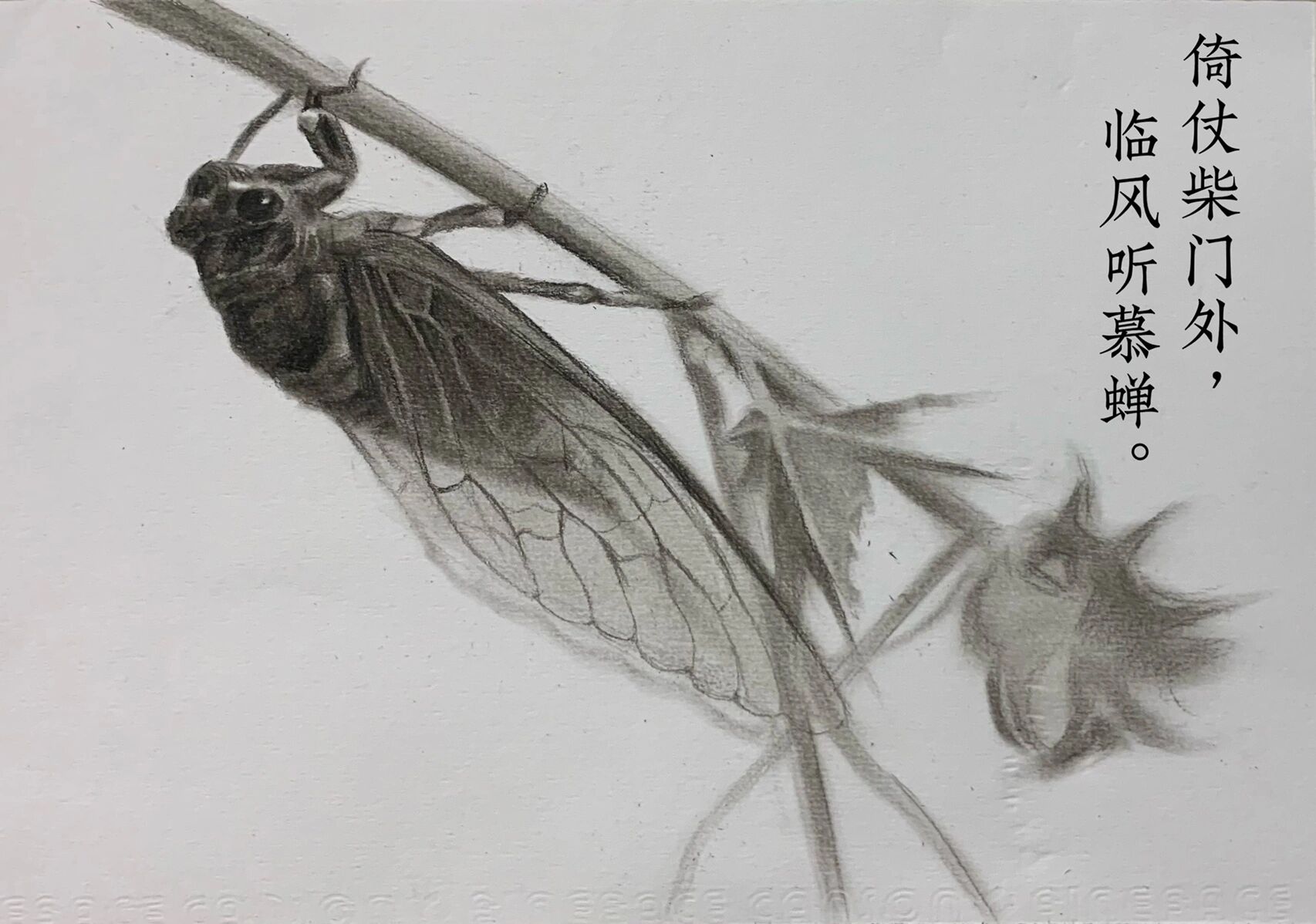 素描昆虫 | 《蝉》 分享一期本人画的偏向于少儿素描临摹素材,加上