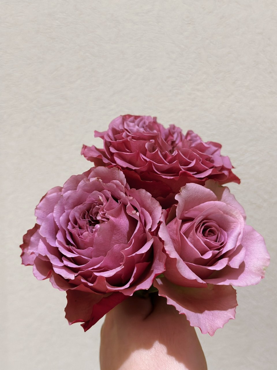 蒙特马特 月季 复古色的感觉,花形很正,杆子还蛮直的,挺适合剪下来插