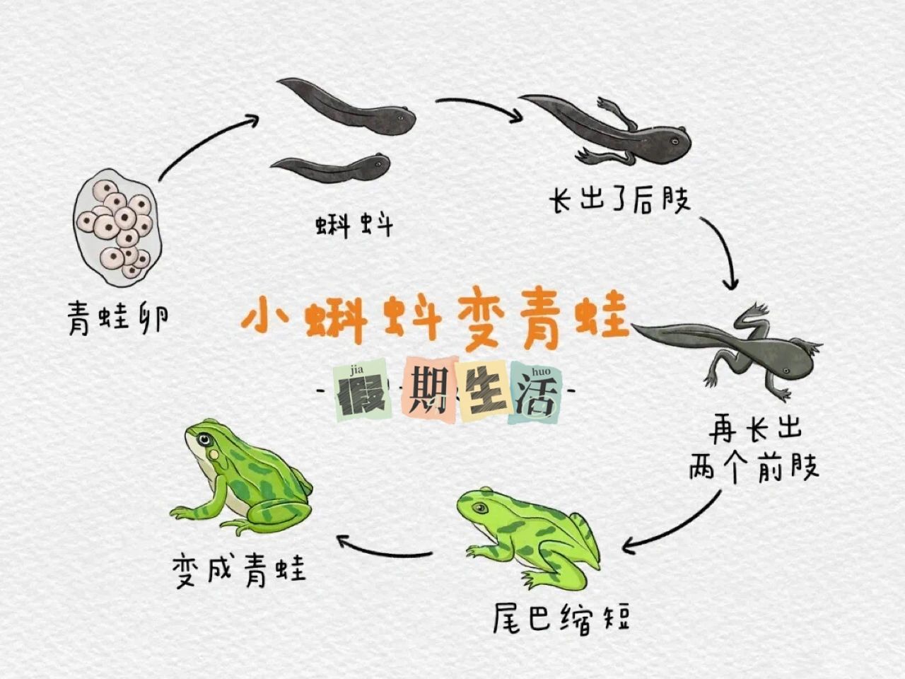 一张图教会幼儿园小朋友认识青蛙的成长历程