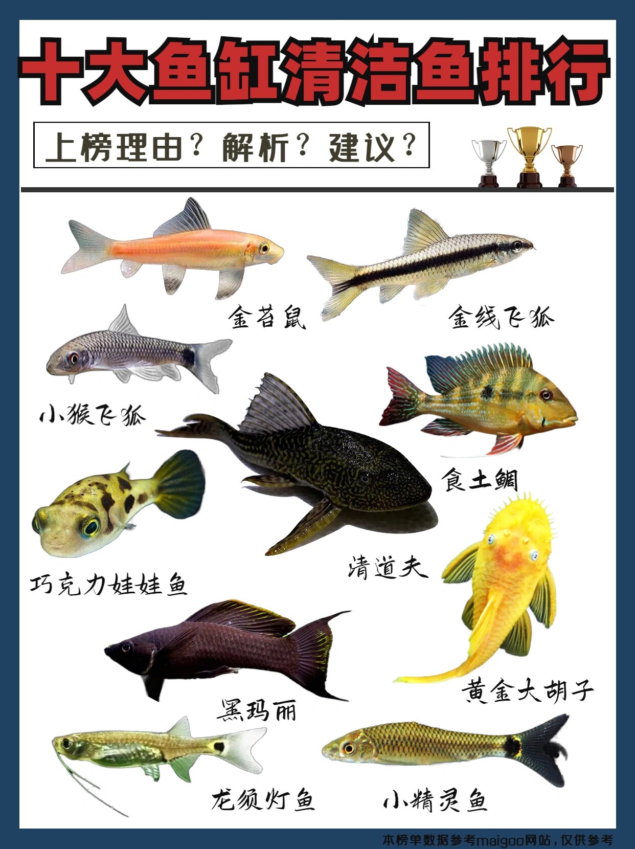 十大鱼缸清洁鱼排行|清道夫垫底确实没想到