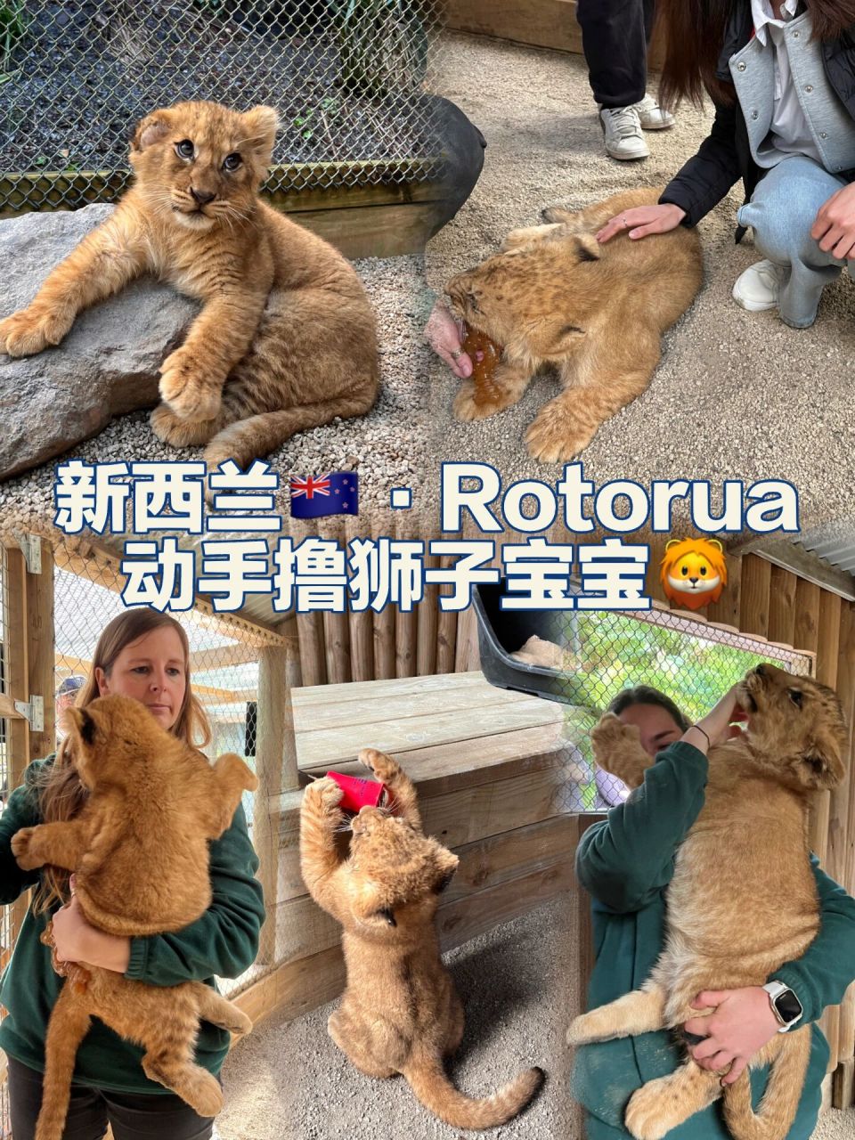 新西兰9991|rotorua·新奇体验薅狮子毛0315 在这个国度,到处