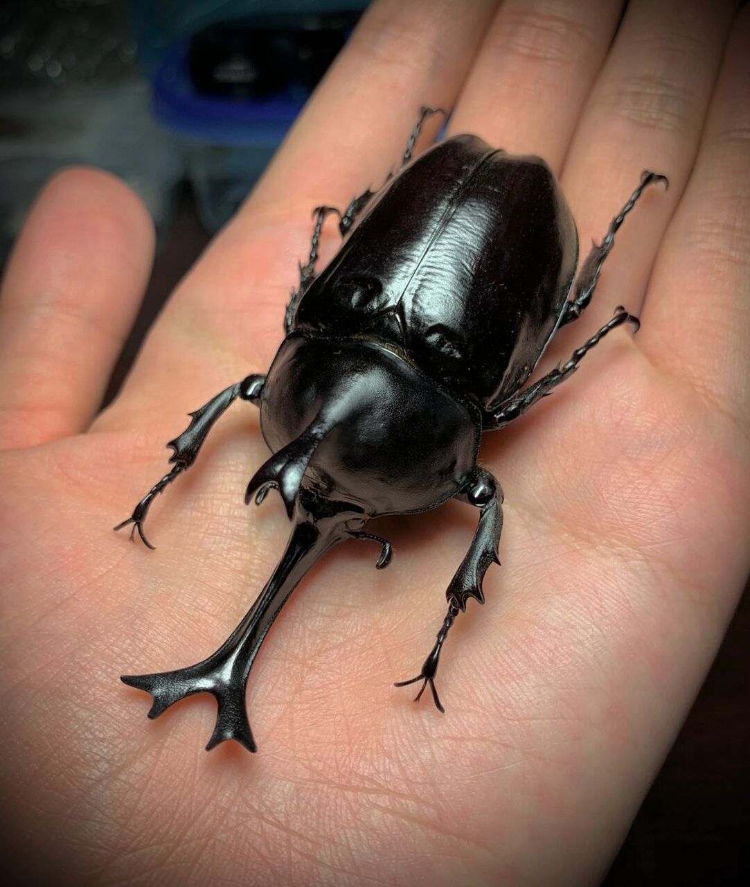 标本分享～ 泰国黑金刚独角仙～相比于国产仙颜色更黑,体型更宽,外壳