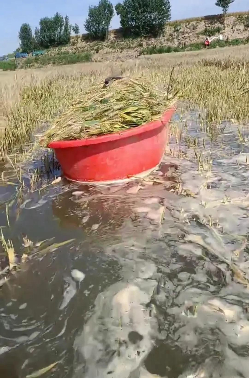 一些村民为了增产 在一些不允许种植的地方种植小麦