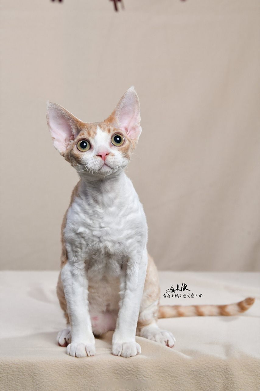 可爱的乳白德文卷毛猫弟弟.