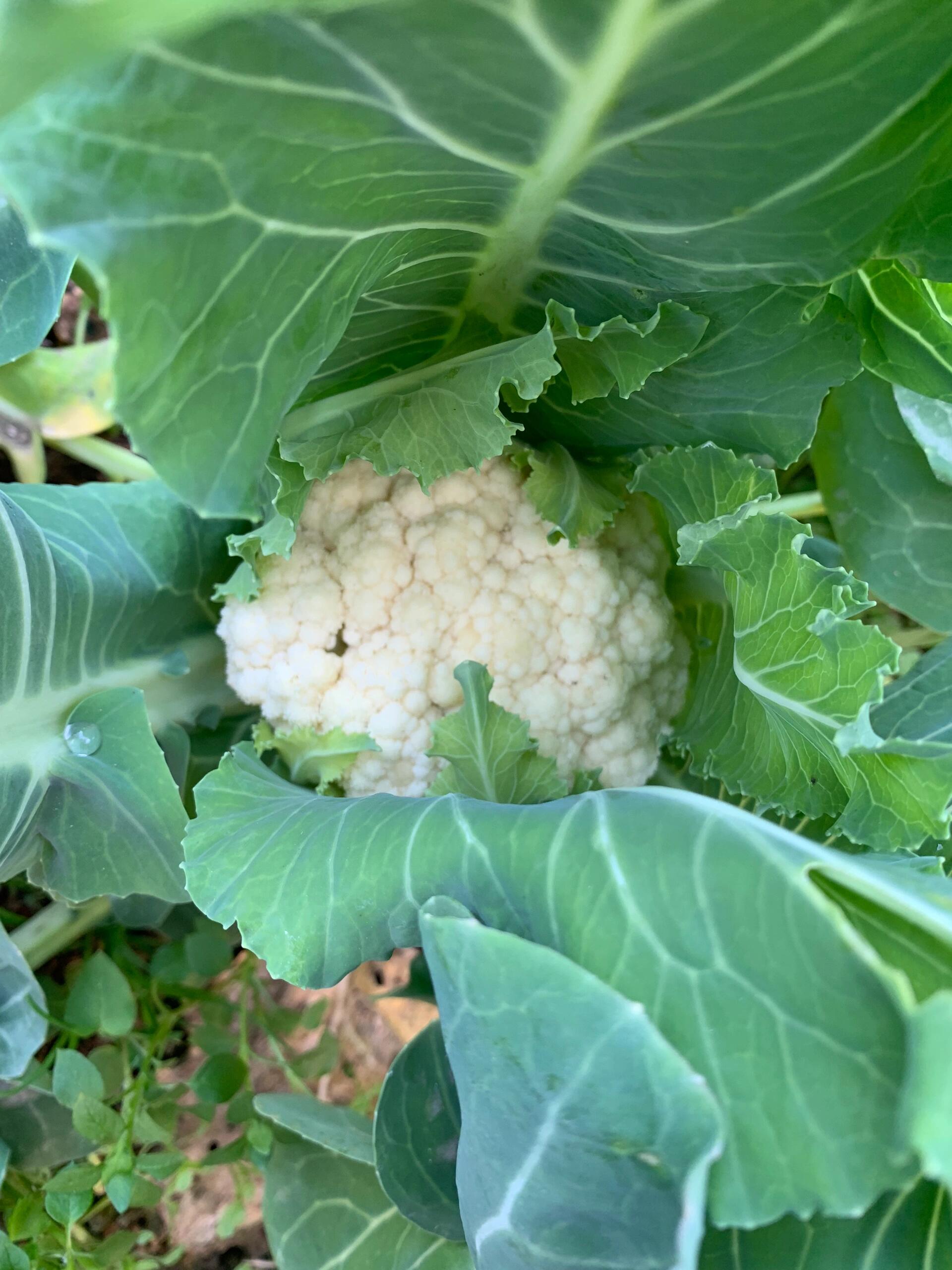 低温种植花菜