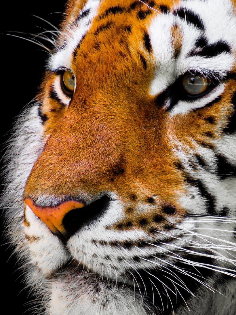 每天陪孩子一起瞧动物👀(day4) 虎(学名:panthera tigris) 大型猫科