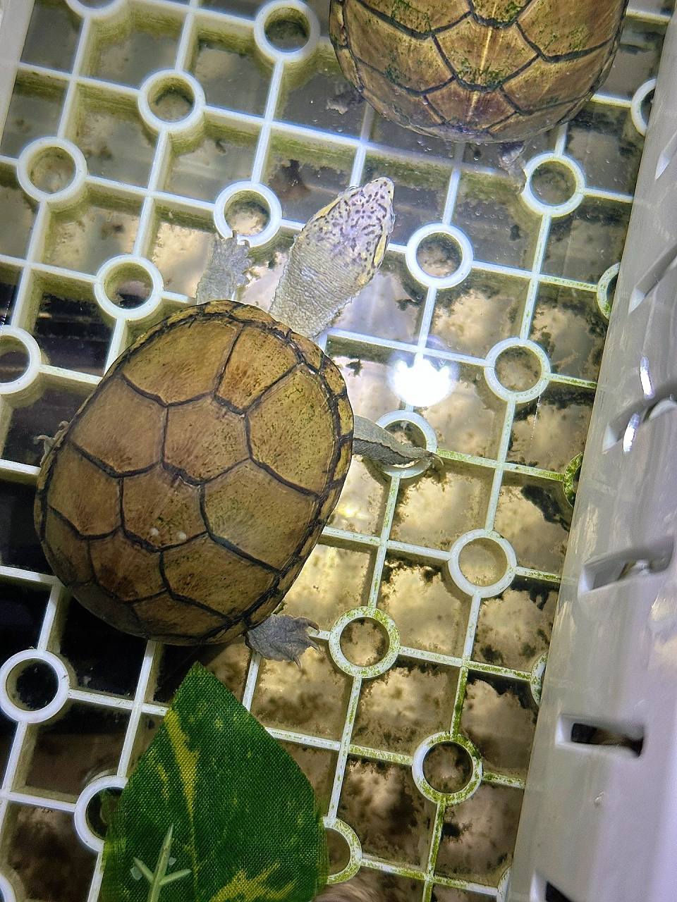 头盔蛋龟 头盔蛋龟发色 有龟友喜欢高黄背甲的头盔,也有龟友喜欢放射