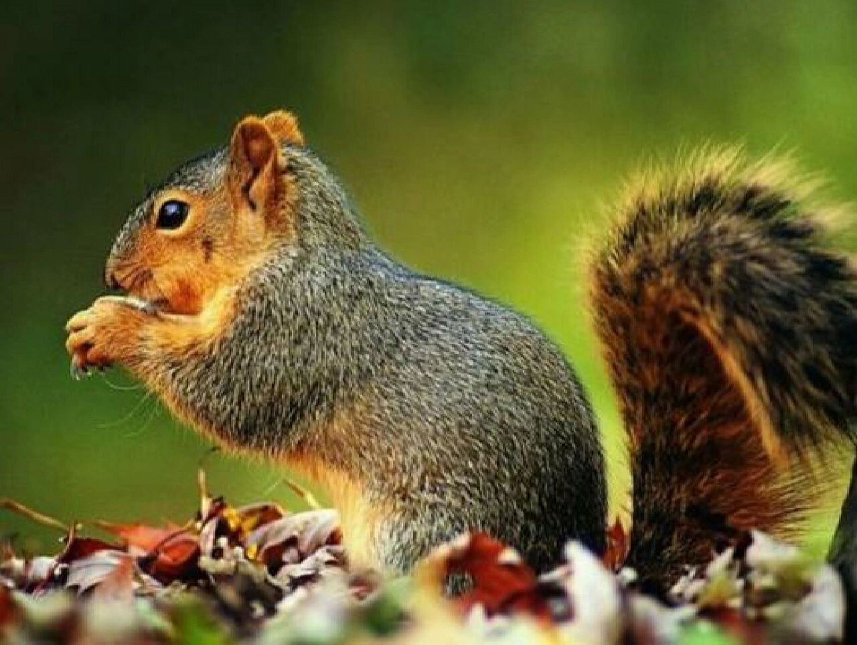 松鼠-啮齿目松鼠科动物9715 别称树鼠 松鼠的原产地是中国的东北