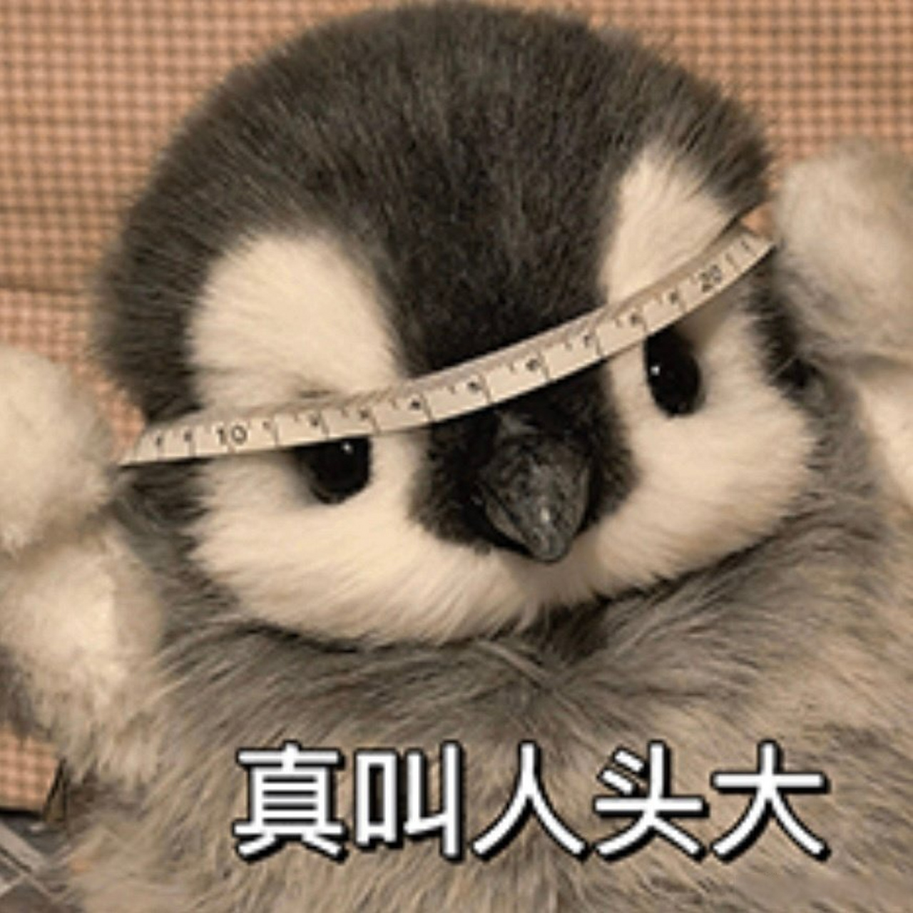 nwu轻松一刻#  收下这份小企鹅表情包,更新你的表情包库吧 via:那就