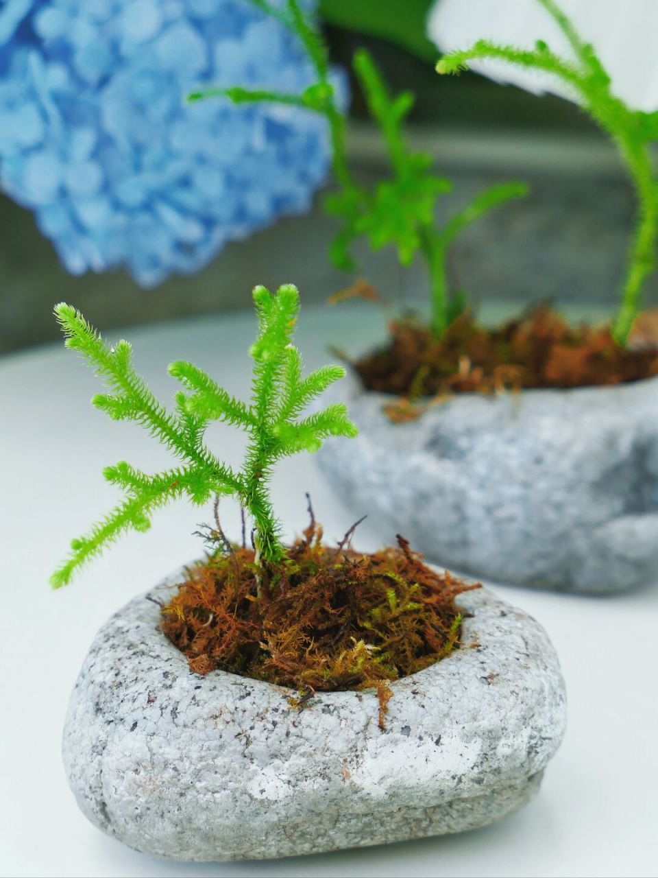 将山野种进花盆,新奇植物,种一盆伸筋草 伸筋草生于疏林下荫蔽处,只是