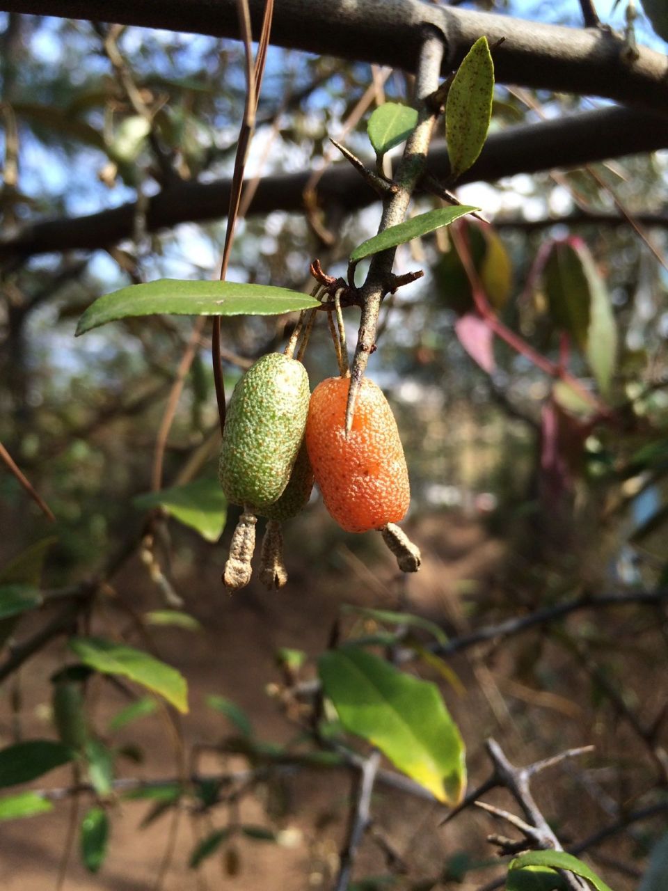 森林里的野生羊奶果 穿越森林,来一把大自然的味道,小小的,非常美味