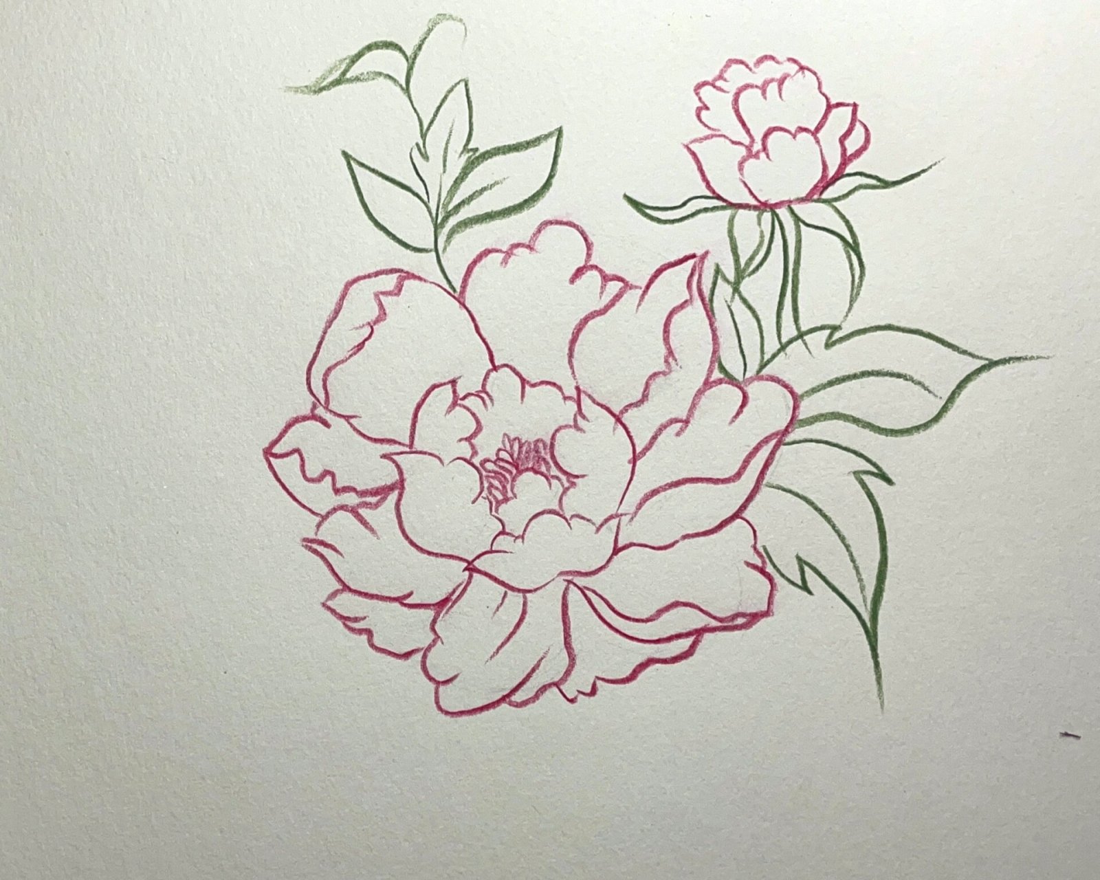 牡丹花怎么画简单画法图片