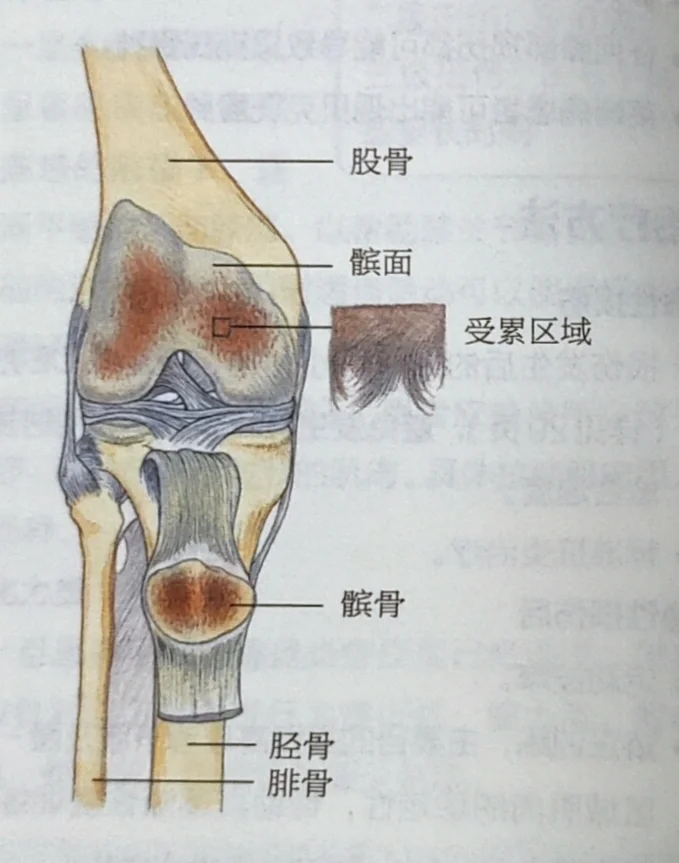 髌韧带位置图片