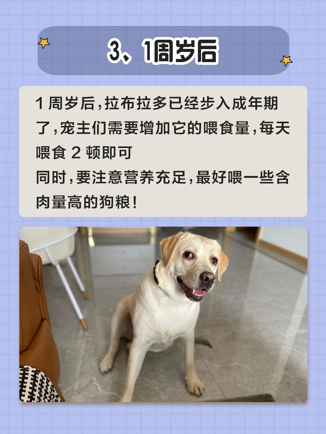 08拉布拉多一天"喂多少顿"02 养狗小知识0404 11566幼犬