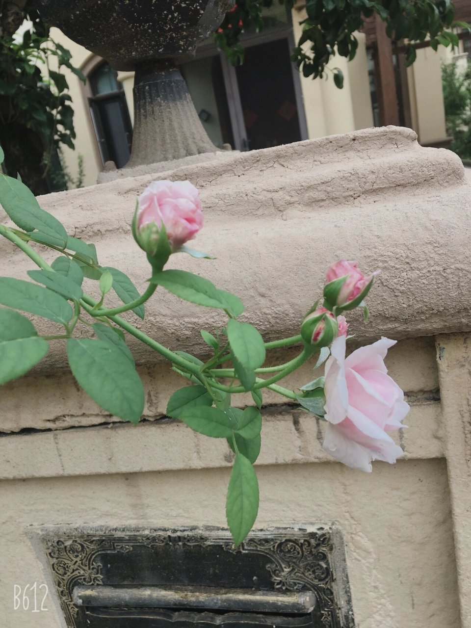 适合眼睛干涩的12种中成药(2) 56615杞菊润目颗粒 方中菊花,枸杞