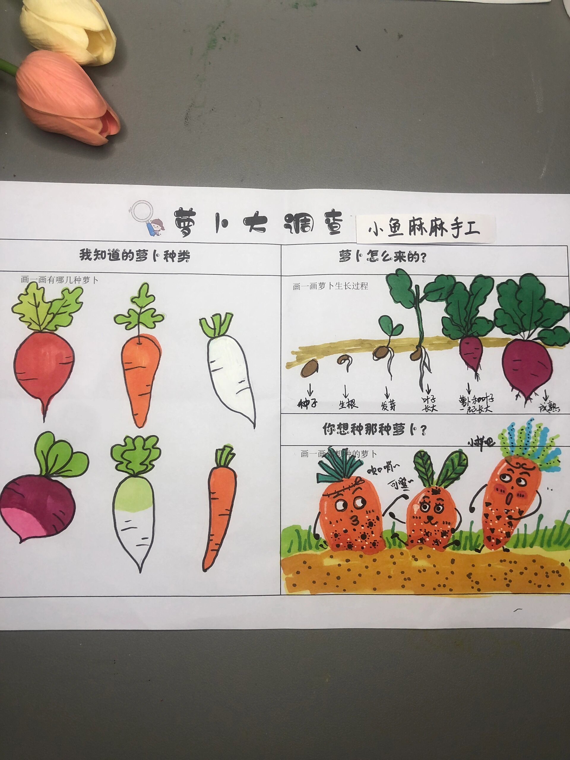 幼儿园萝卜调查表