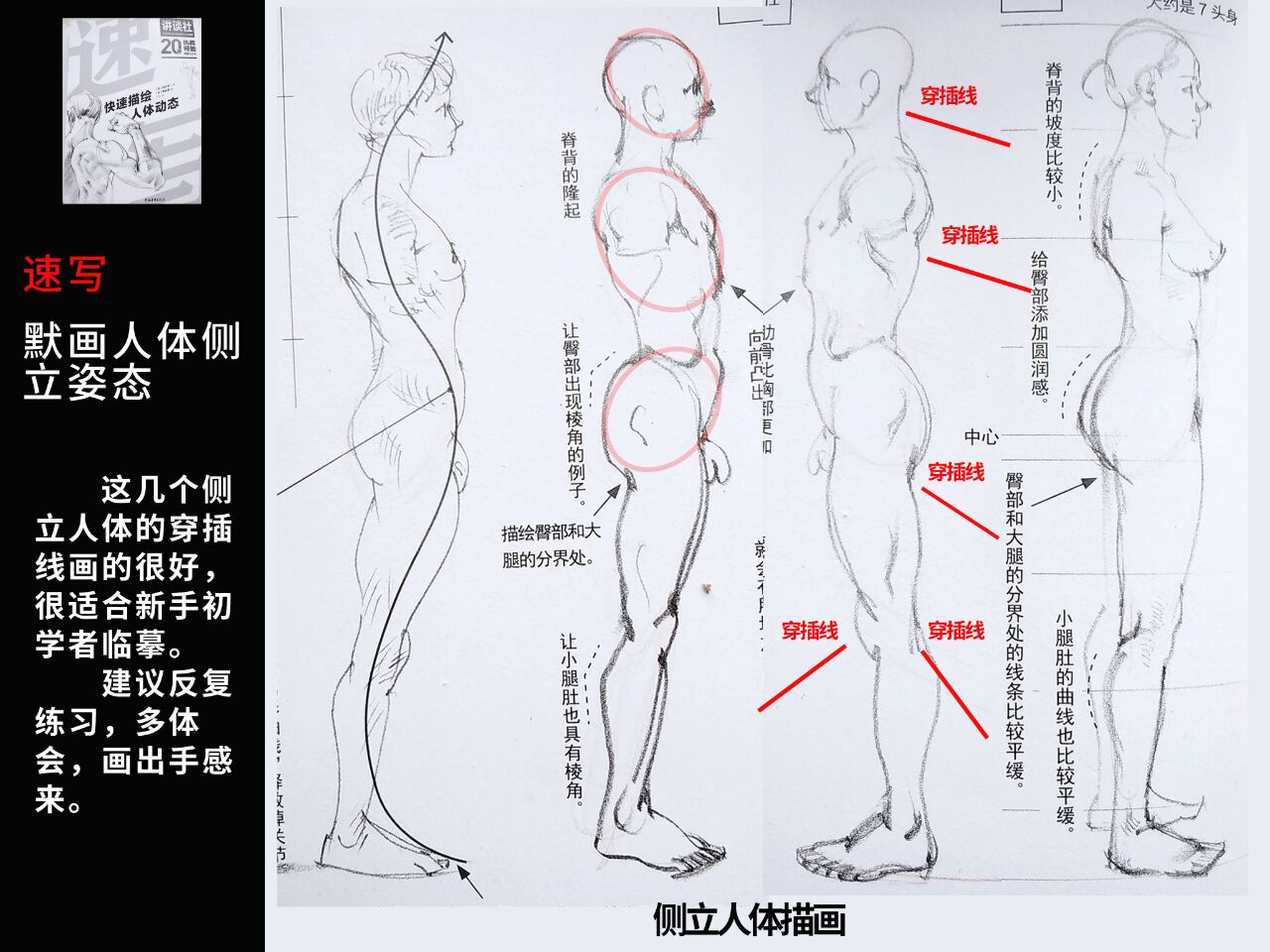 默画速写 人体结构练习 侧面站立姿态