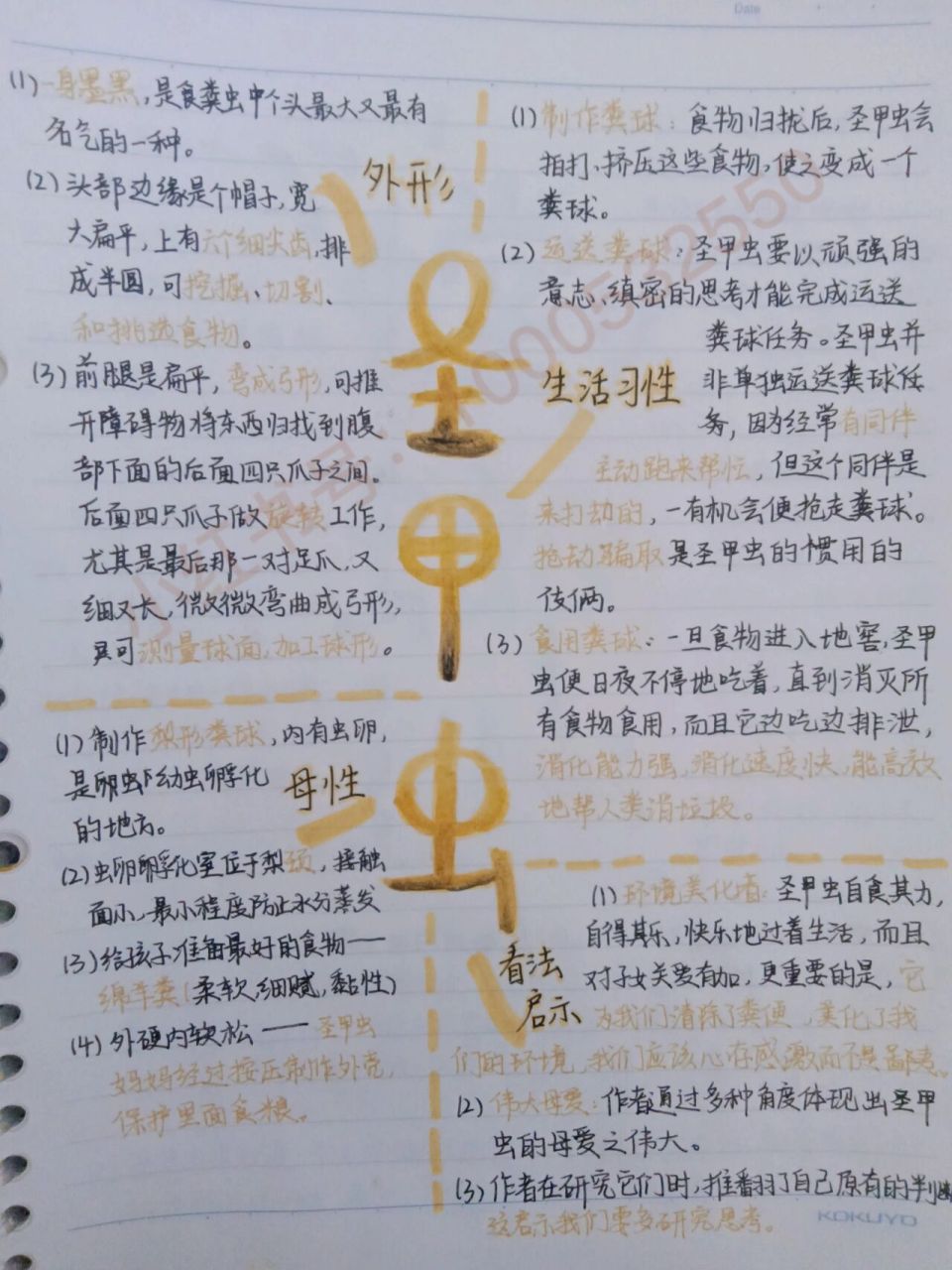 螳螂思维导图怎么画图片