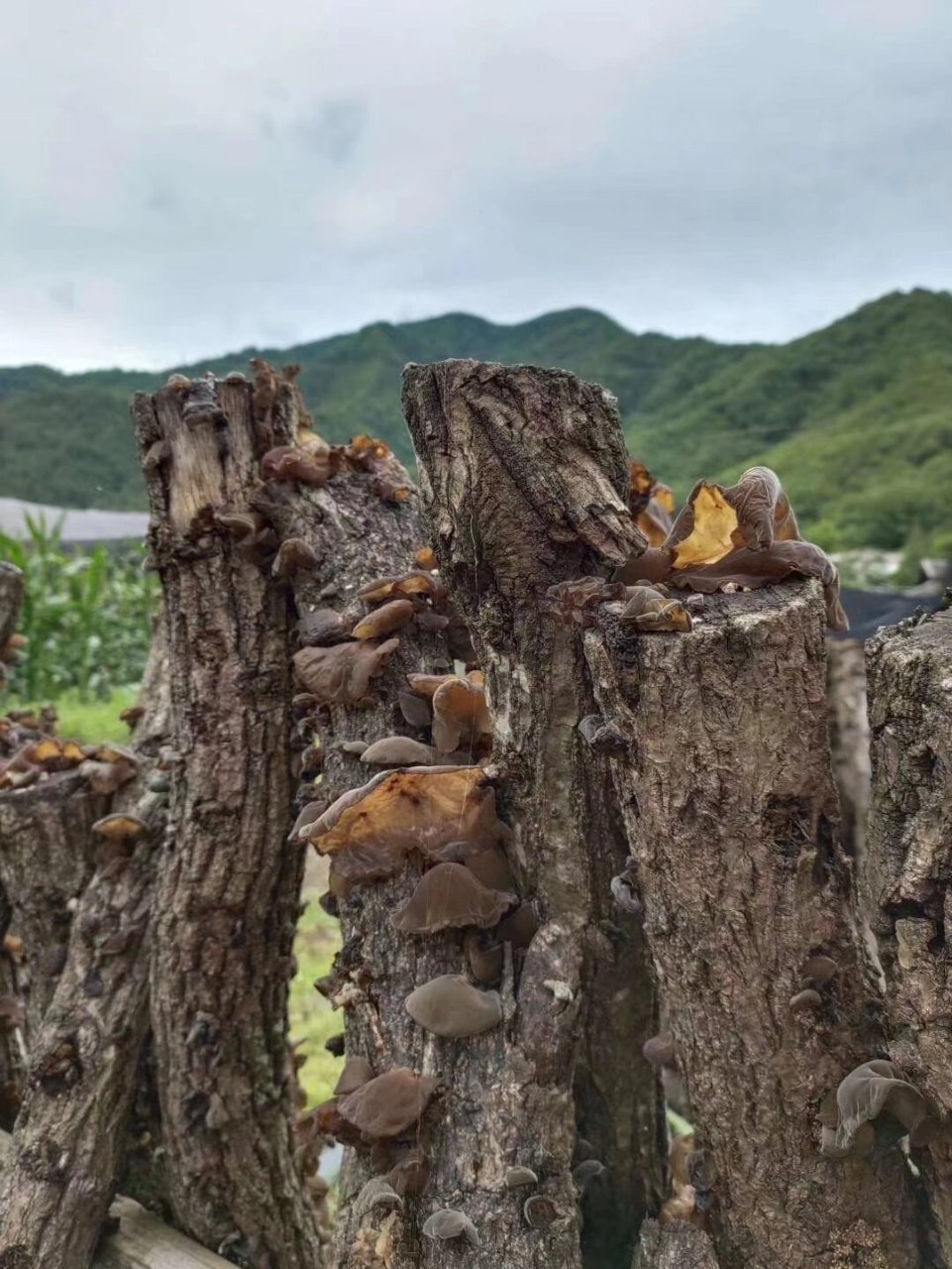 青杠树木耳,俗称木耳中的王者,我们的青杠树椴木黑木耳生活在云雾