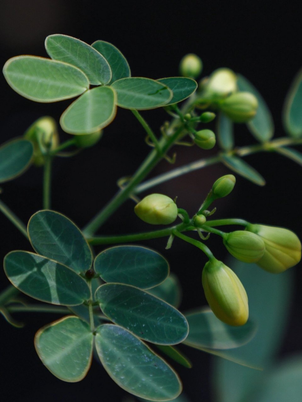 初识黄槐决明时,并不知道它有个兄弟叫双荚决明,一直把它们当成同一