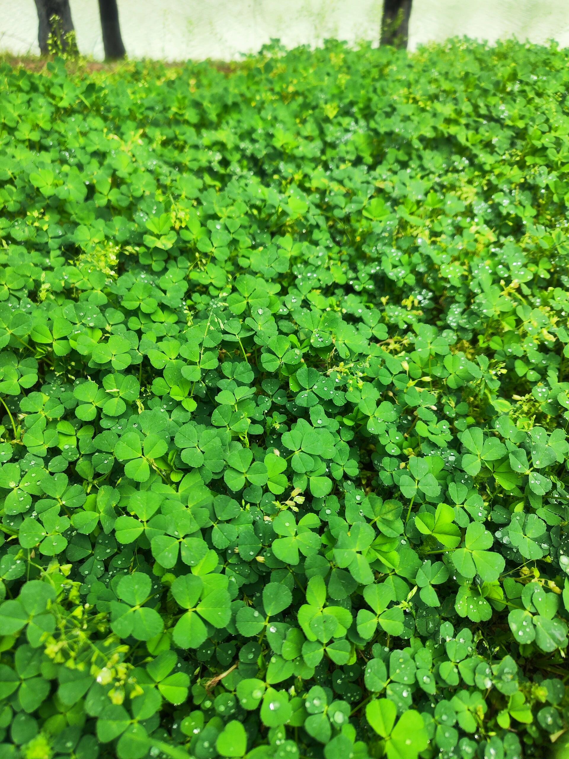 芦芽植物图片