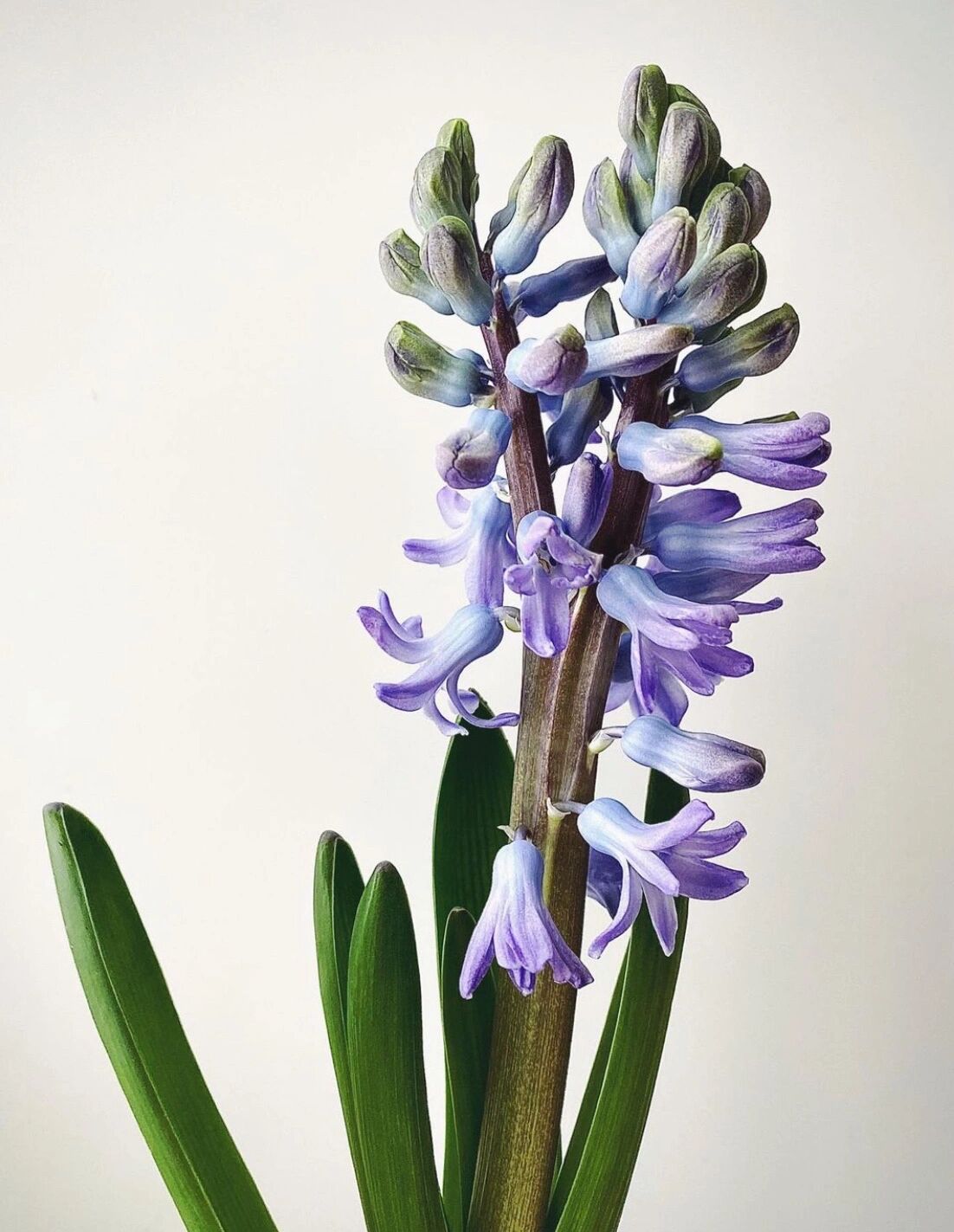 别称洋水仙,西洋水仙,五色水仙,时样锦 原产于欧洲南部地中海沿岸及