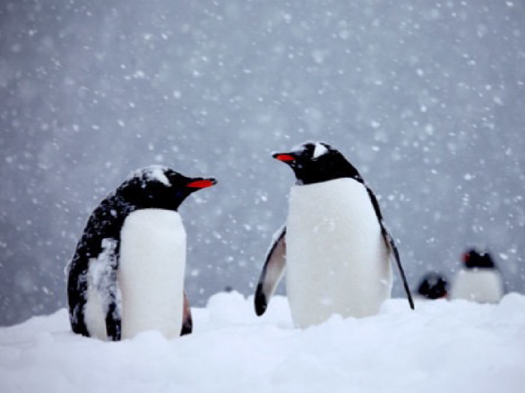 为什么北极没有企鹅93?只有北极熊?