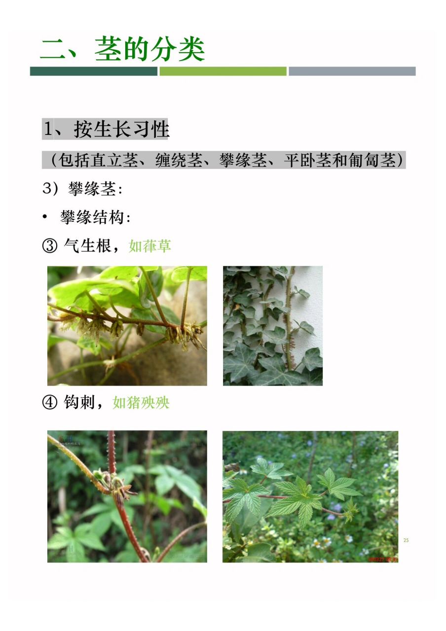 植物大百科--茎① 茎是根和叶之间起输导和支持作用的植物体重要的
