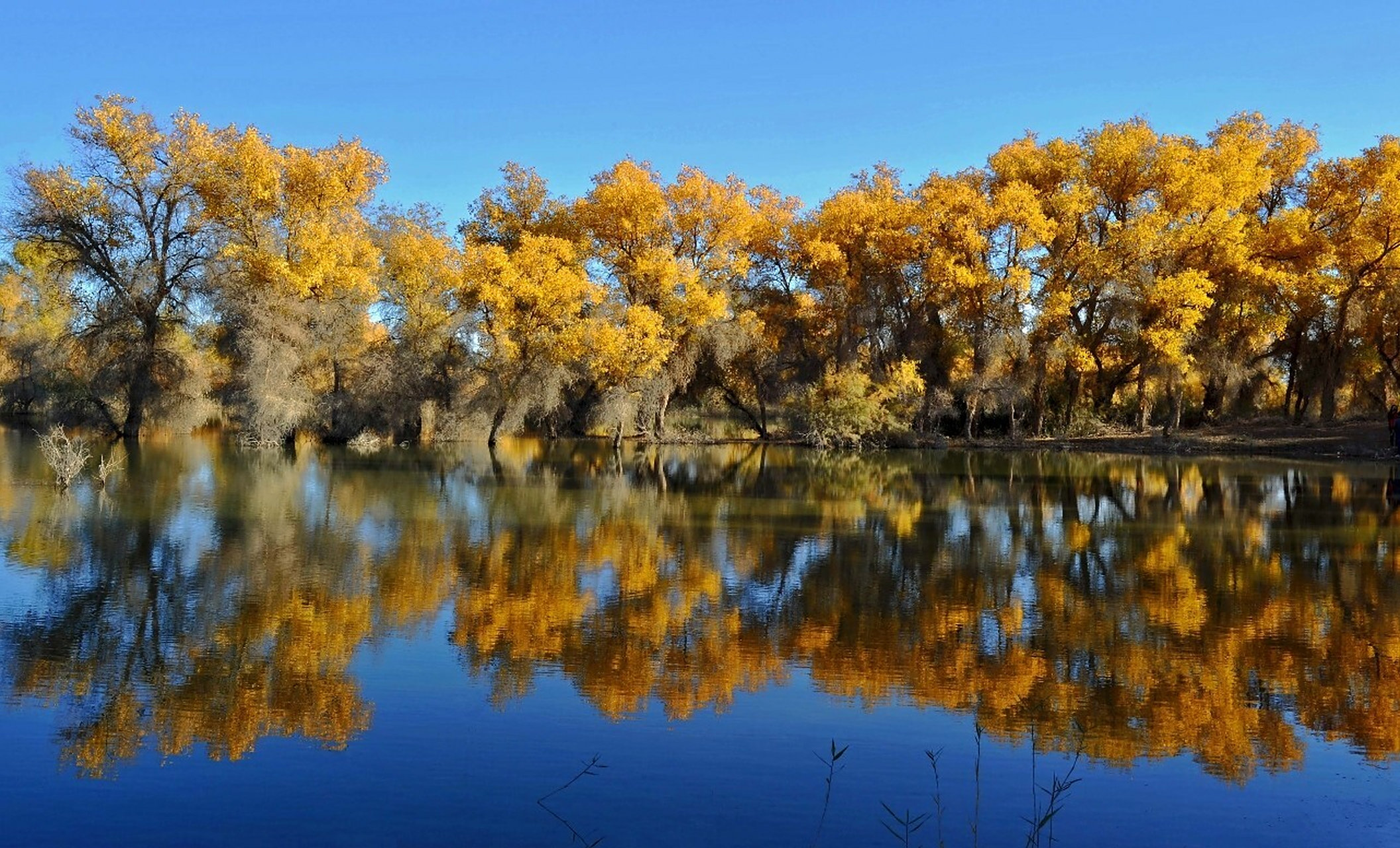 新疆旅游攻略(45)新疆十大胡杨林 1,塔里木河胡杨林 胡杨是第三纪残余