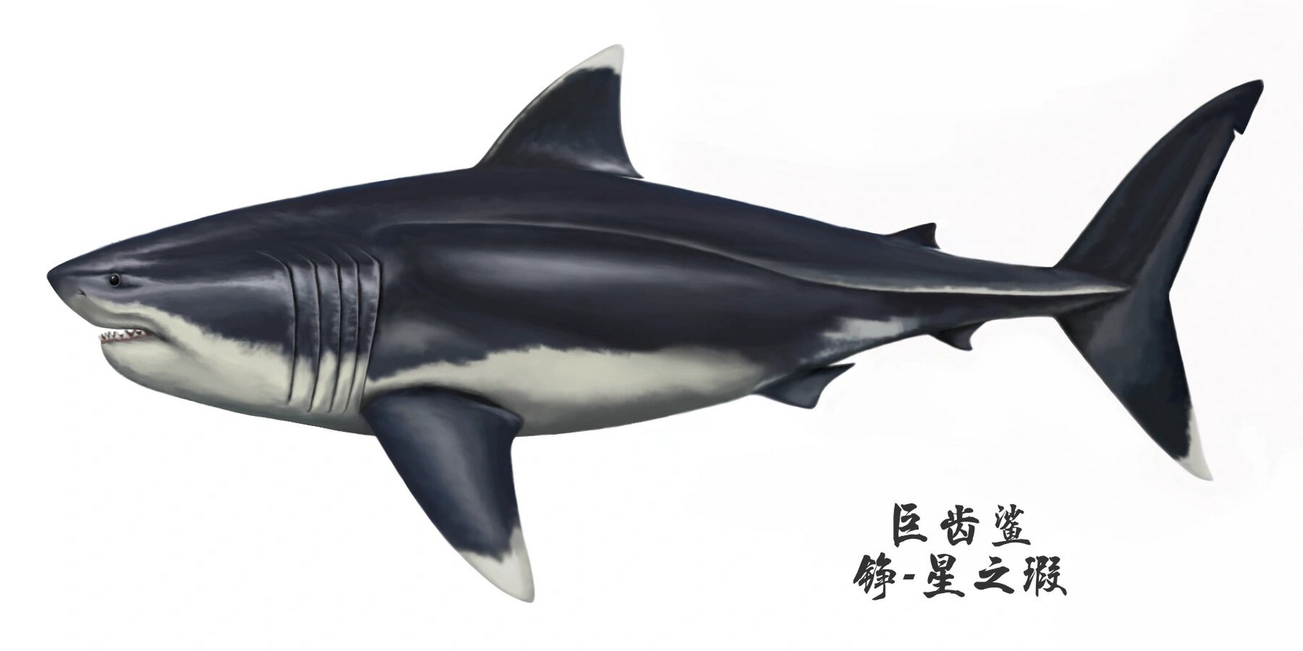 巨齿鲨复原