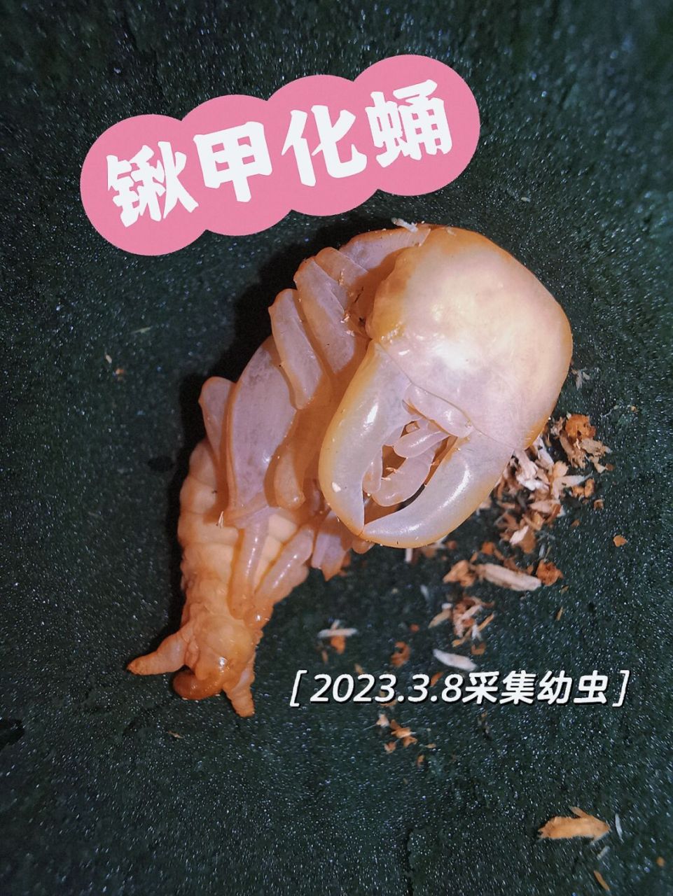 野采幼虫化蛹 #自然教育# #趣味知识科普# #锹甲# #神奇动物在哪里